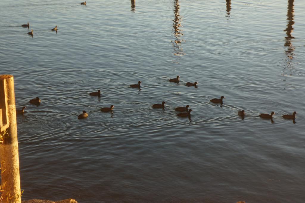 Lake Marina Inn Clearlake Oaks Eksteriør bilde